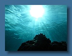 Niue Underwater